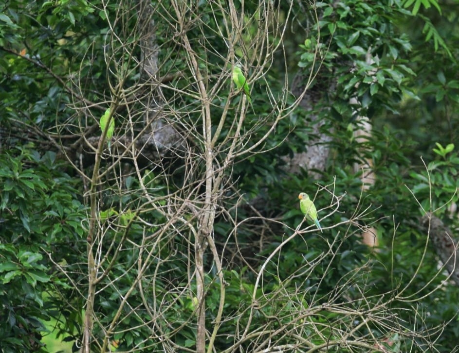 Gray-headed Parakeet - ML637923523