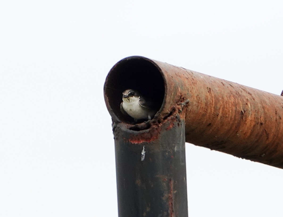 Mangrove Swallow - ML637923539
