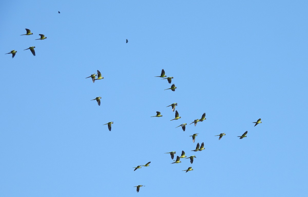 Nanday Parakeet - ML637923560