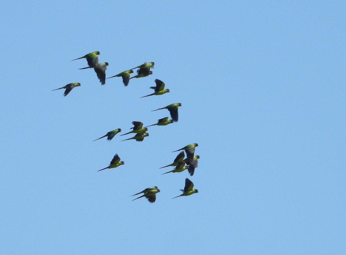 Nanday Parakeet - ML637923561