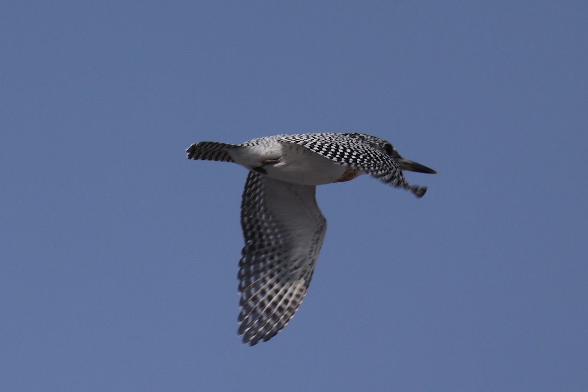 Crested Kingfisher - ML637923650