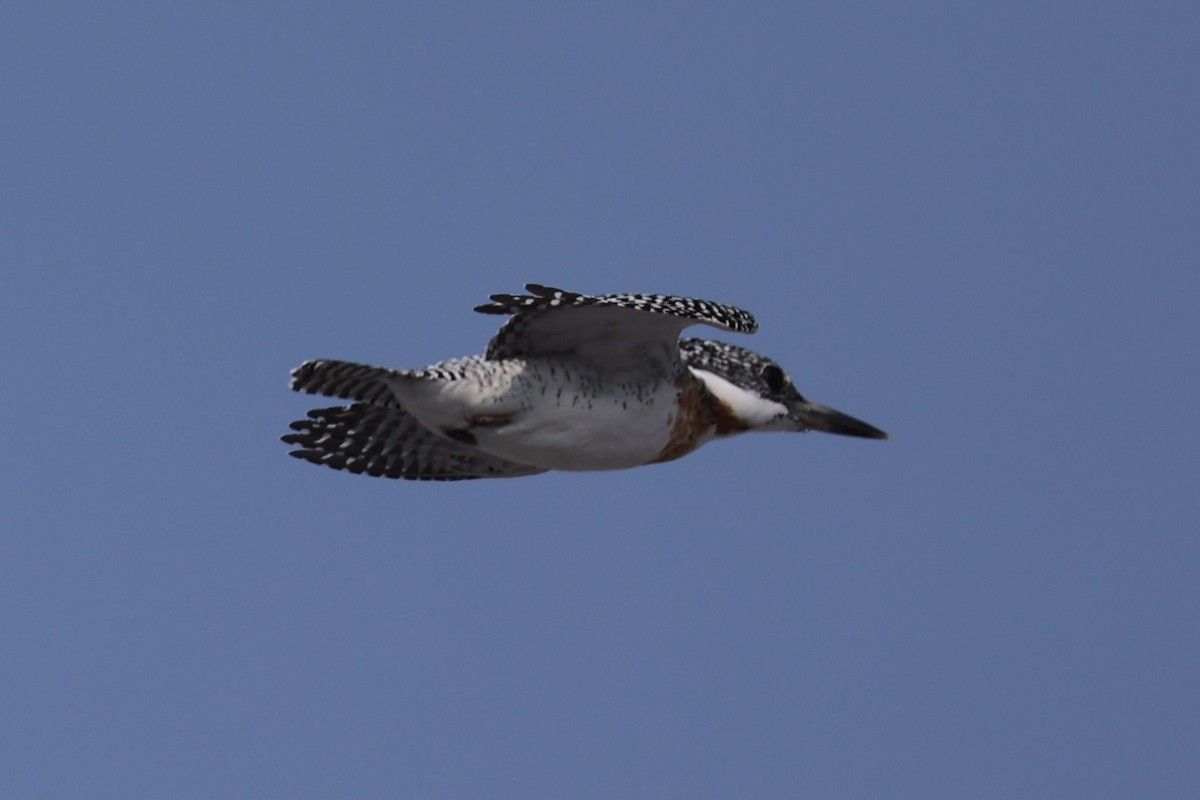 Crested Kingfisher - ML637923651
