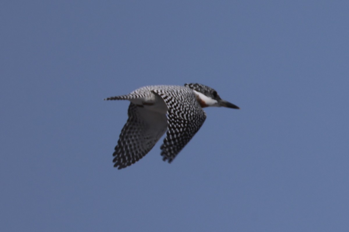 Crested Kingfisher - ML637923652