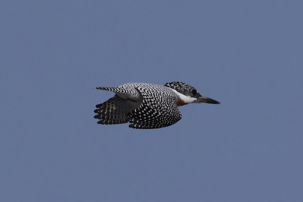 Crested Kingfisher - ML637923653