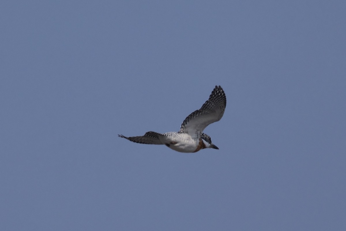 Crested Kingfisher - ML637923654