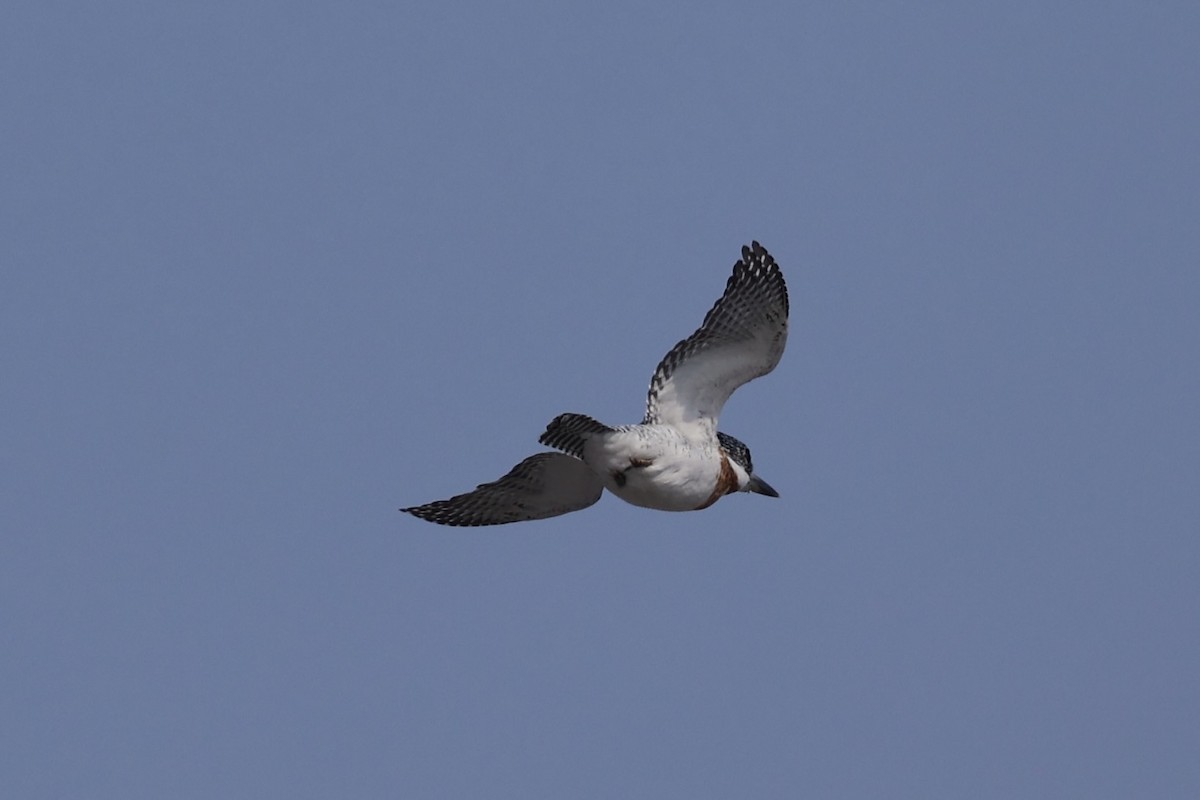 Crested Kingfisher - ML637923655