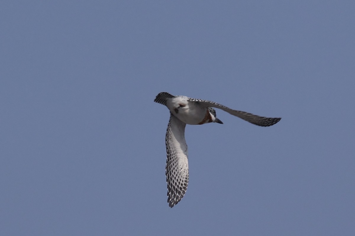 Crested Kingfisher - ML637923656