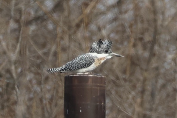Crested Kingfisher - ML637923657