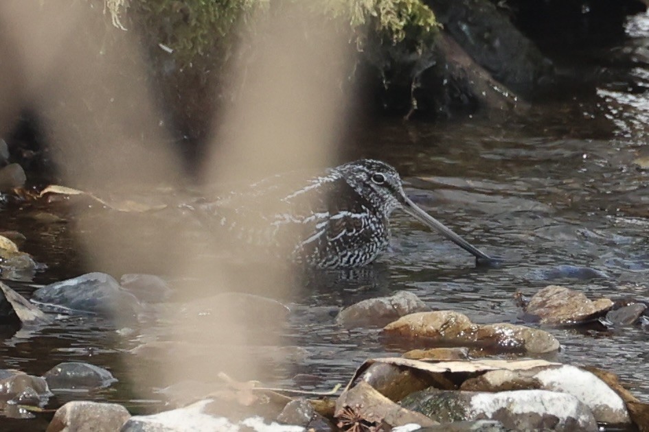 Solitary Snipe - ML637923660