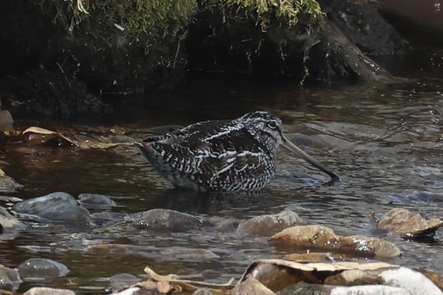 Solitary Snipe - ML637923661