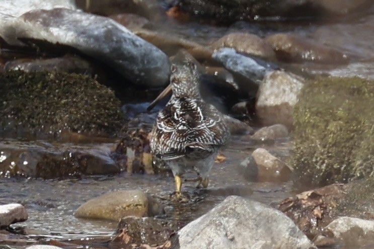 Solitary Snipe - ML637923662