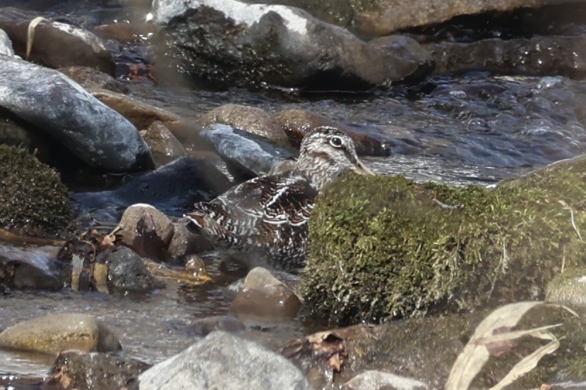 Solitary Snipe - ML637923664