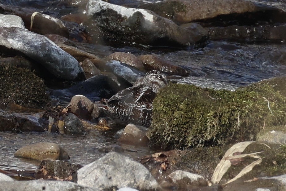 Solitary Snipe - ML637923666