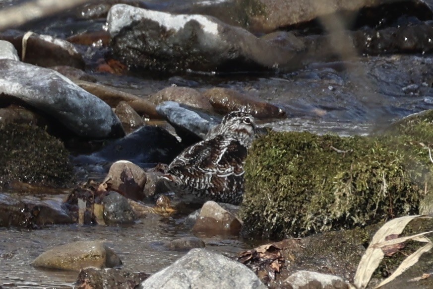 Solitary Snipe - ML637923667