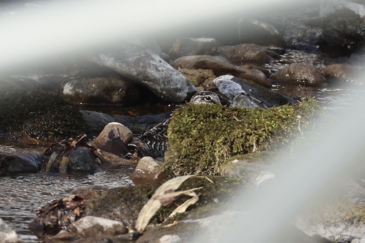 Solitary Snipe - ML637923668