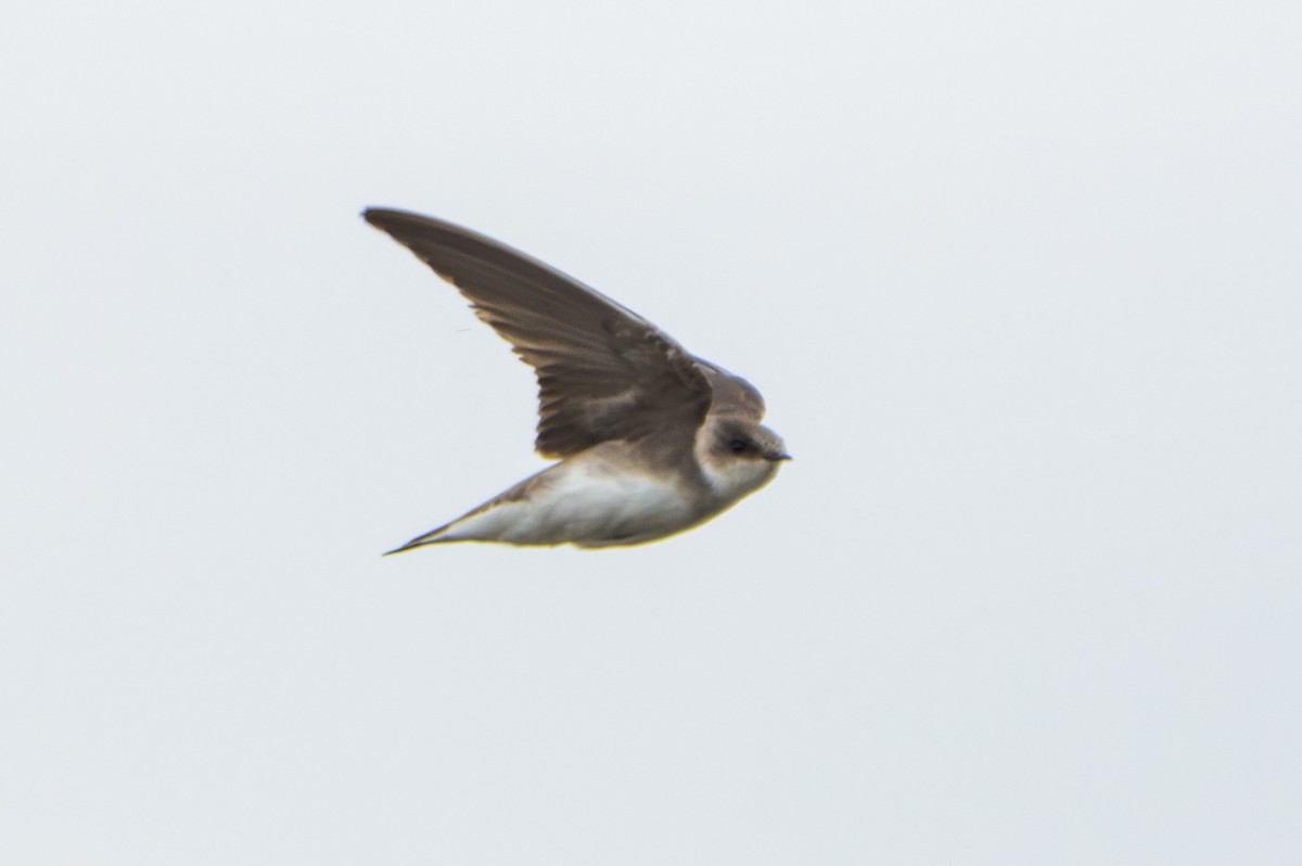 Pale Martin - ML637923696