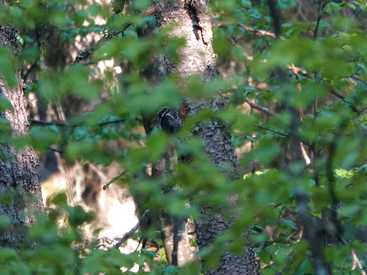 Eurasian Three-toed Woodpecker (Eurasian) - ML637923756