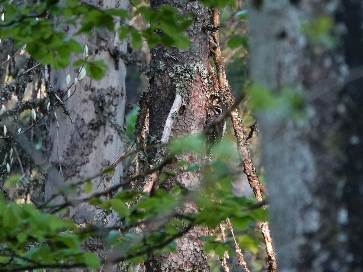 Eurasian Three-toed Woodpecker (Eurasian) - ML637923757