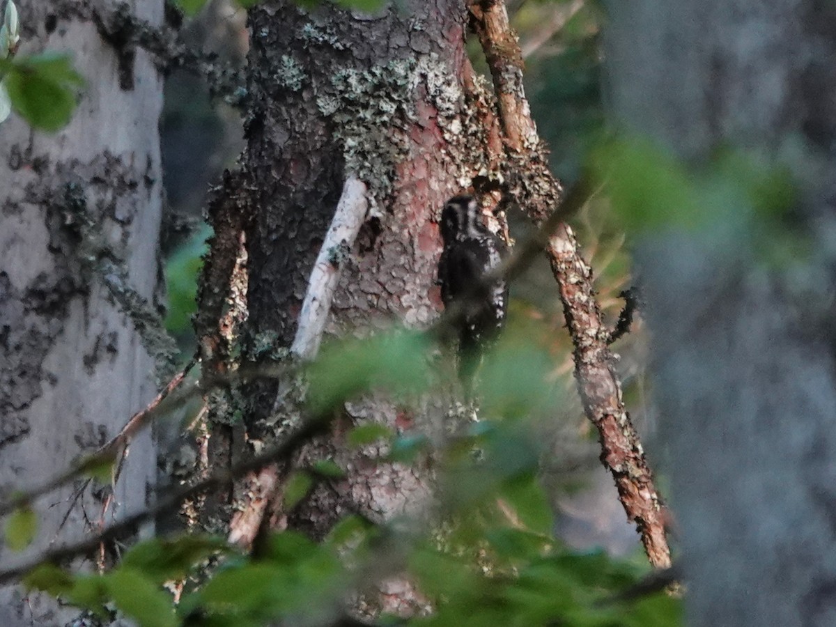Eurasian Three-toed Woodpecker (Eurasian) - ML637923760