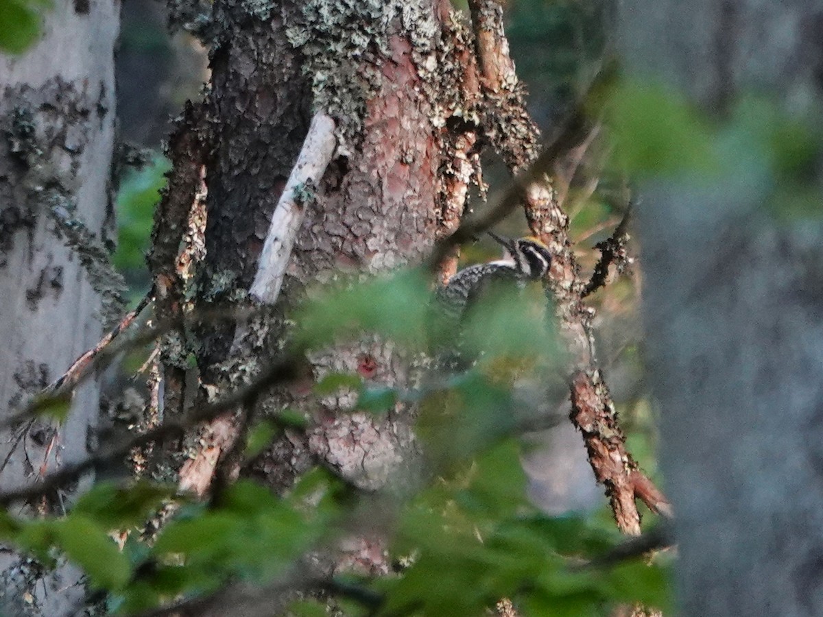 Eurasian Three-toed Woodpecker (Eurasian) - ML637923761