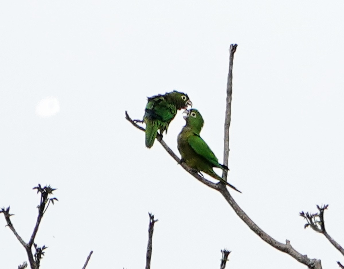 Olive-throated Parakeet - ML637923770