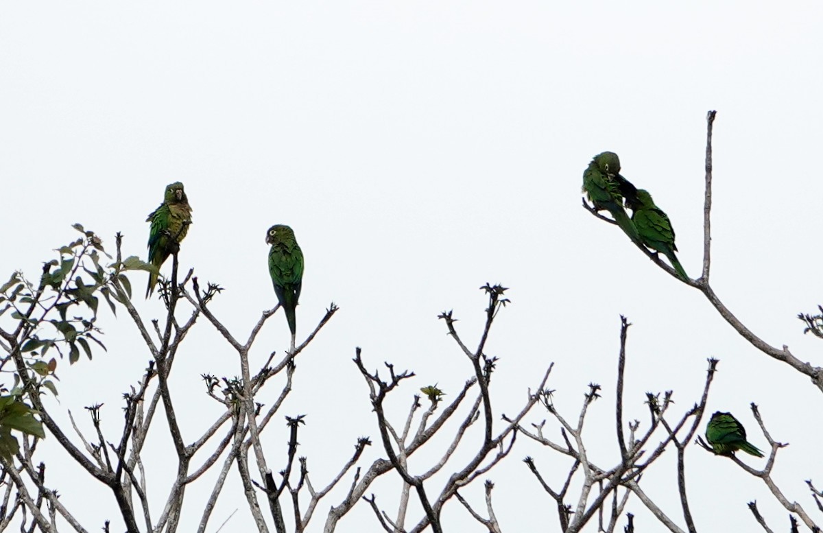 Olive-throated Parakeet - ML637923771