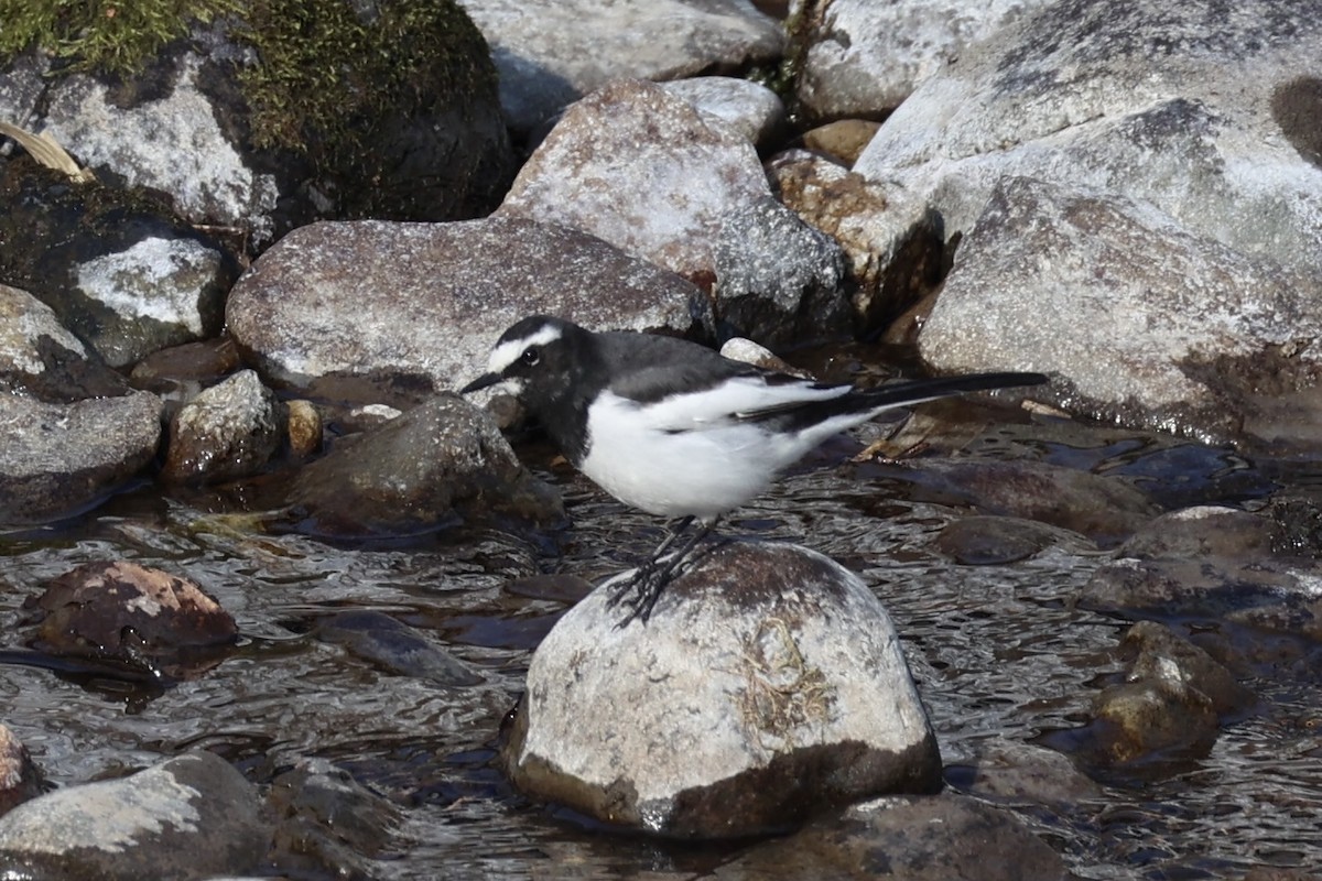 Japanese Wagtail - ML637923776
