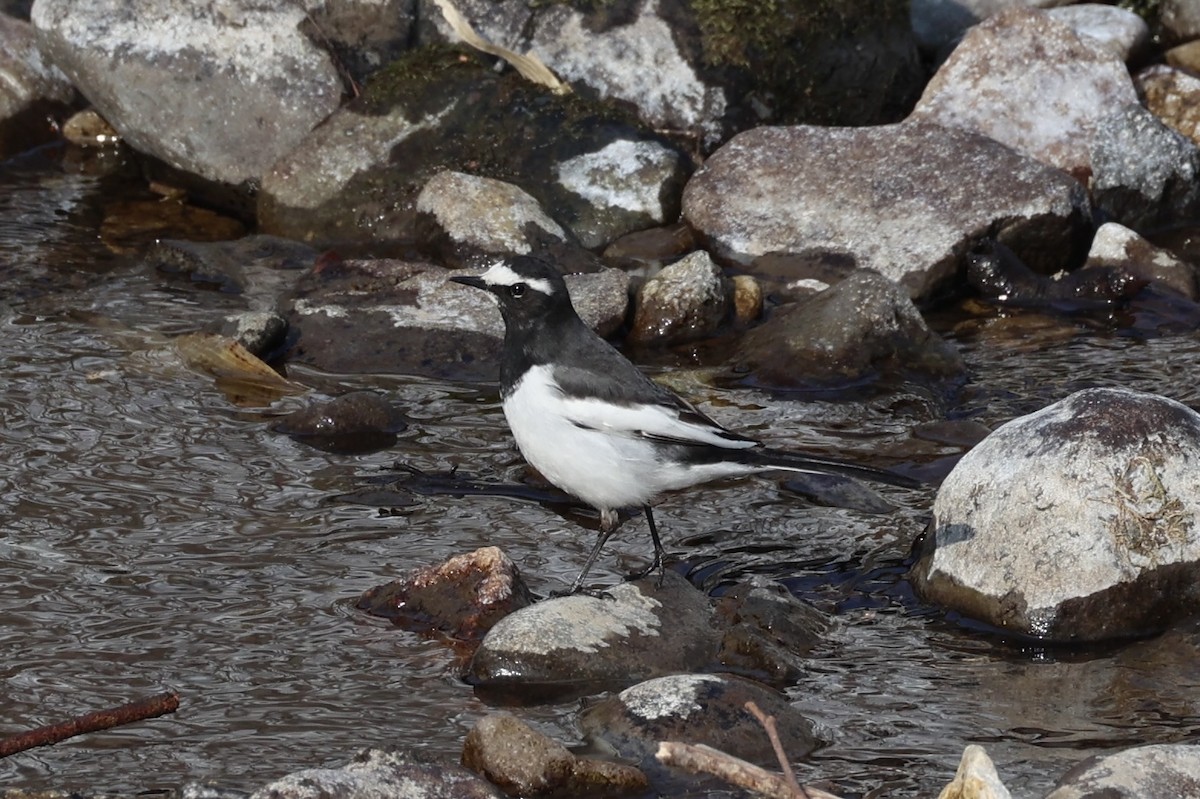 Japanese Wagtail - ML637923777