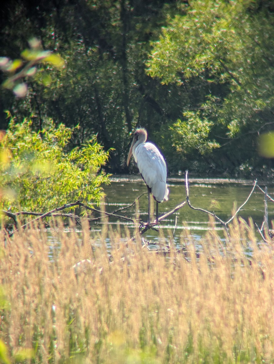 nesyt americký - ML637923804