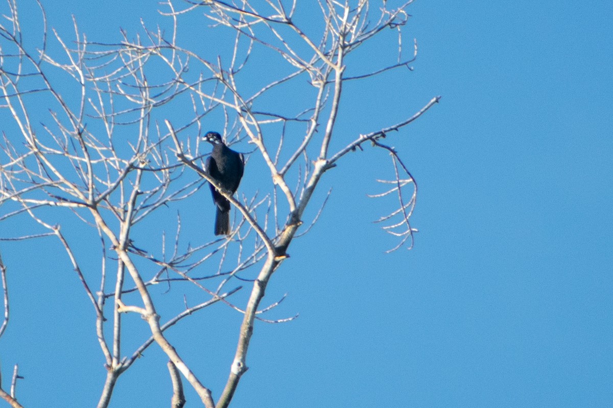 Bare-necked Fruitcrow - ML637923843