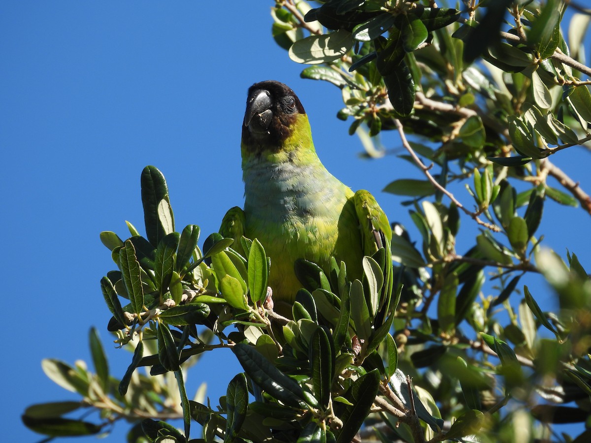 Nanday Parakeet - ML637923873