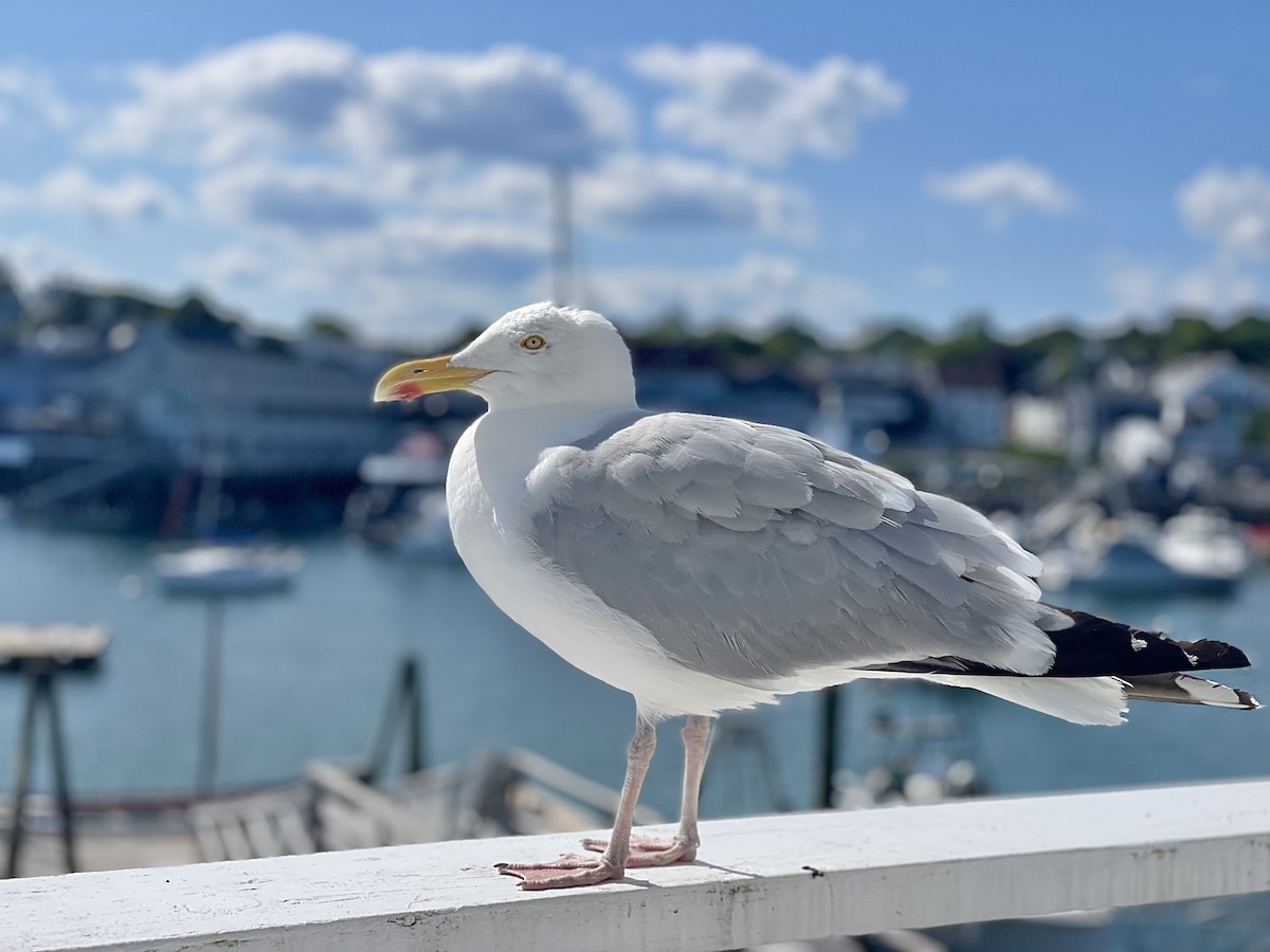 American Herring Gull - ML637923884