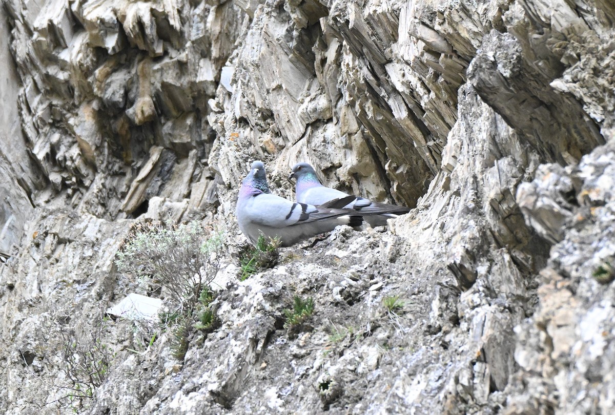 Hill Pigeon - ML637923919