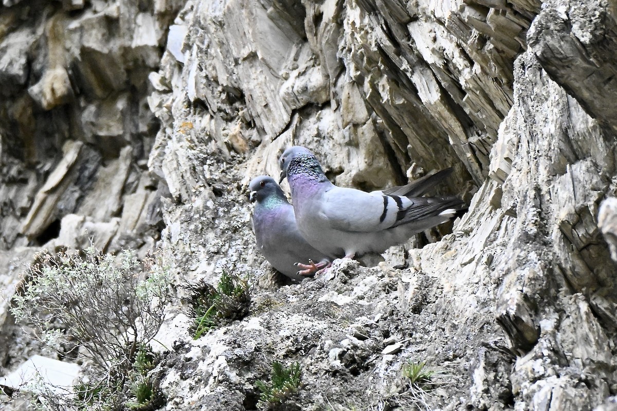 Hill Pigeon - ML637923994
