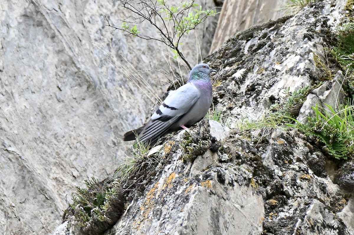 Hill Pigeon - ML637924005