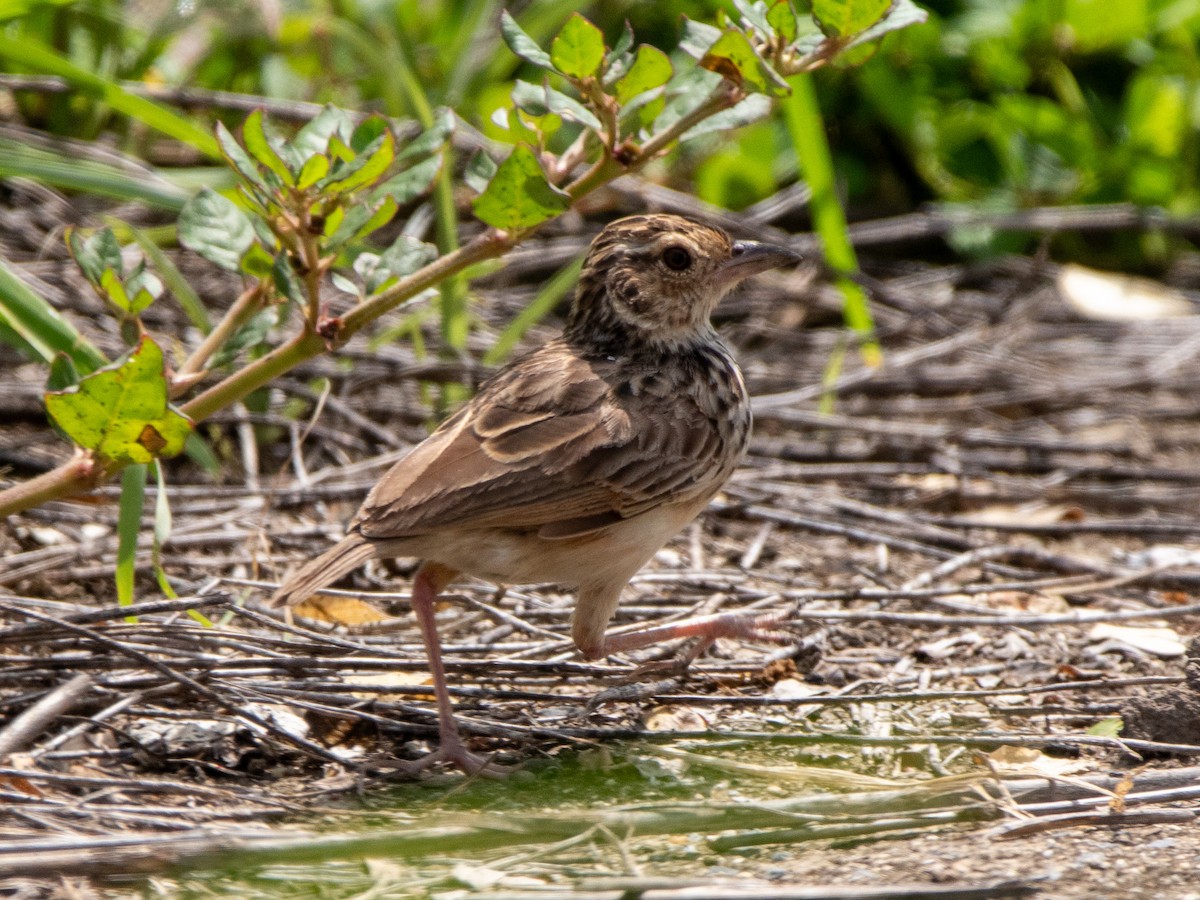 skřivan indočínský - ML637924009