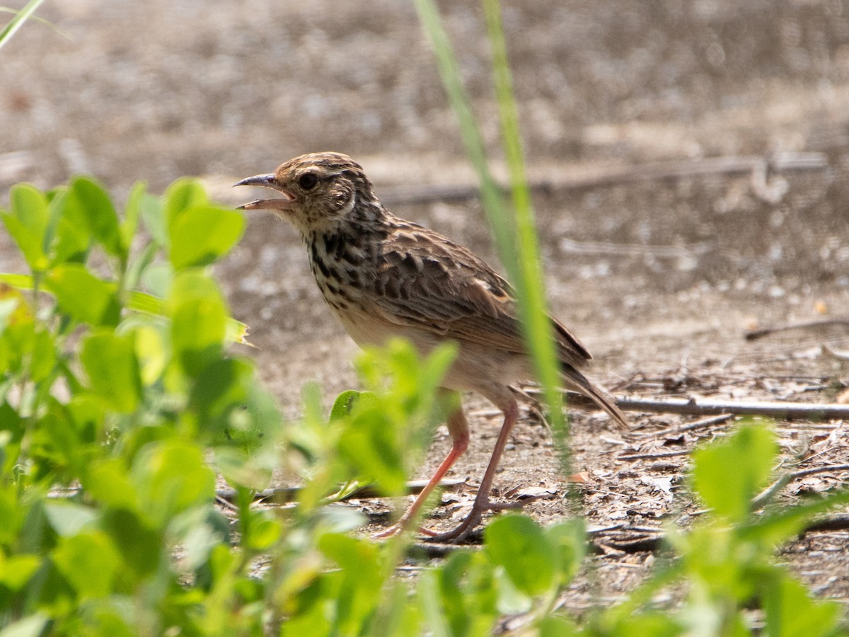 skřivan indočínský - ML637924012