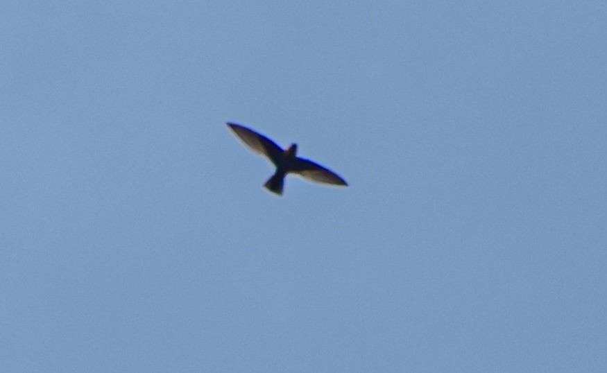 Chestnut-collared Swift - ML637924065