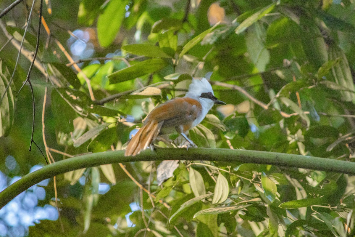 White-crested Laughingthrush - ML637924071