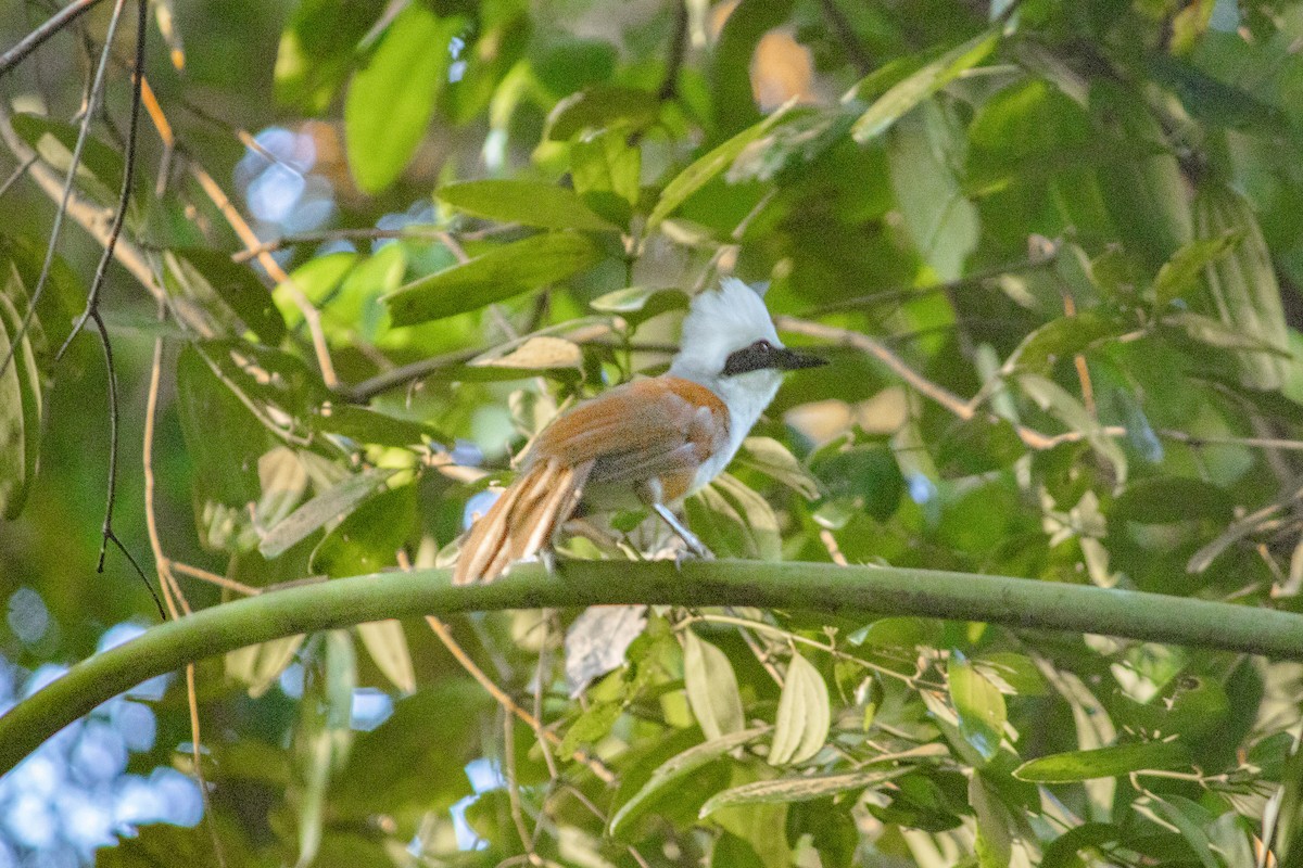 White-crested Laughingthrush - ML637924072