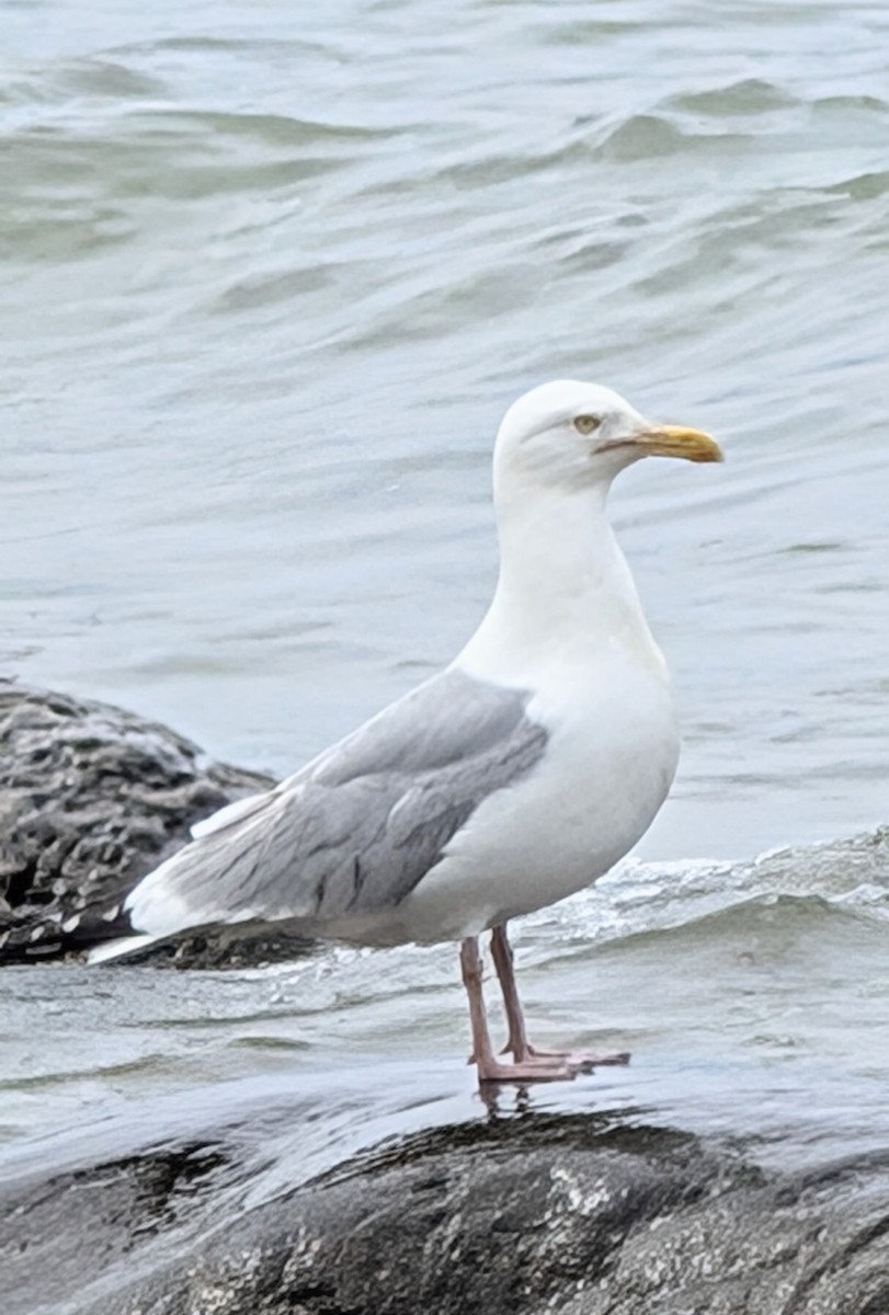 American Herring Gull - ML637924108