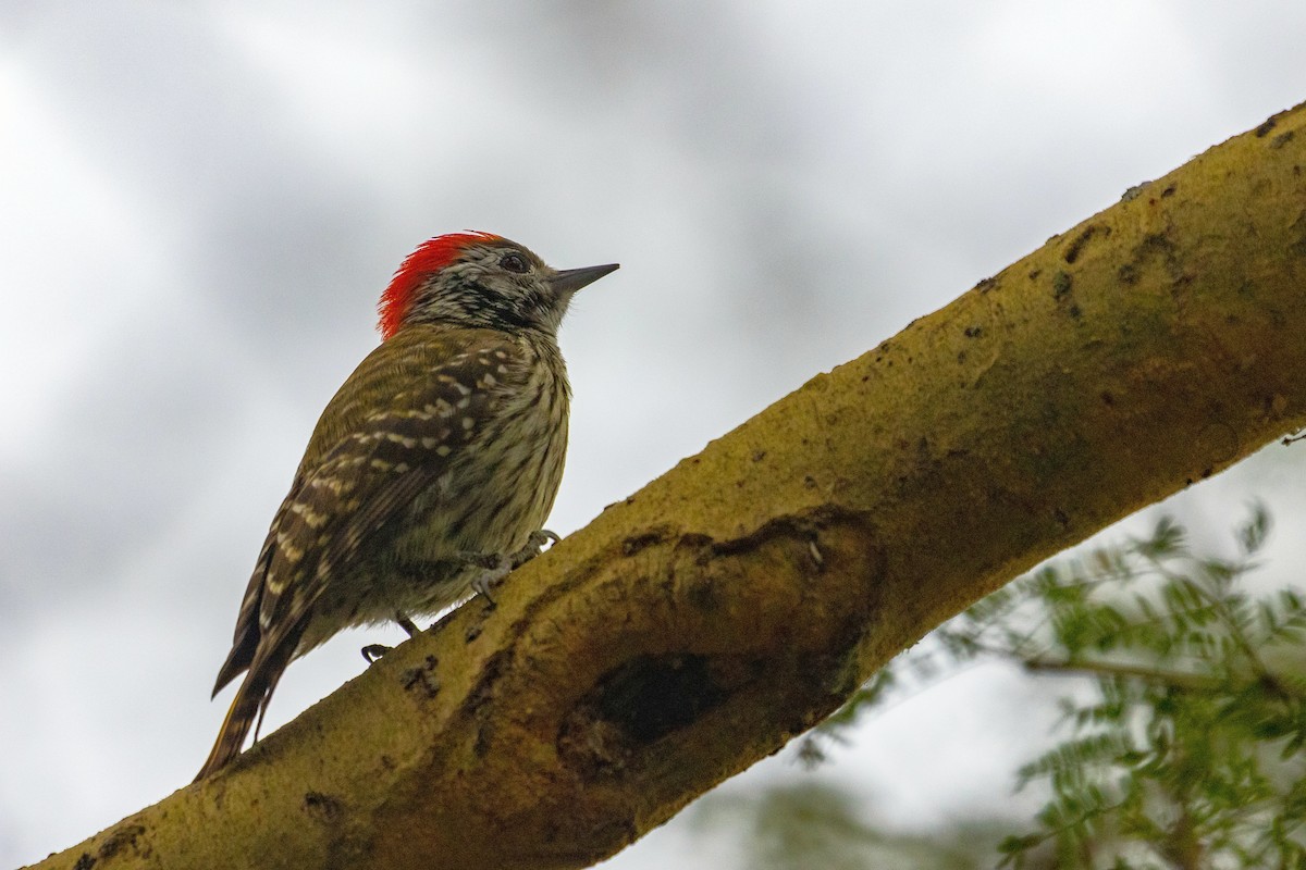 Cardinal Woodpecker - ML637924123