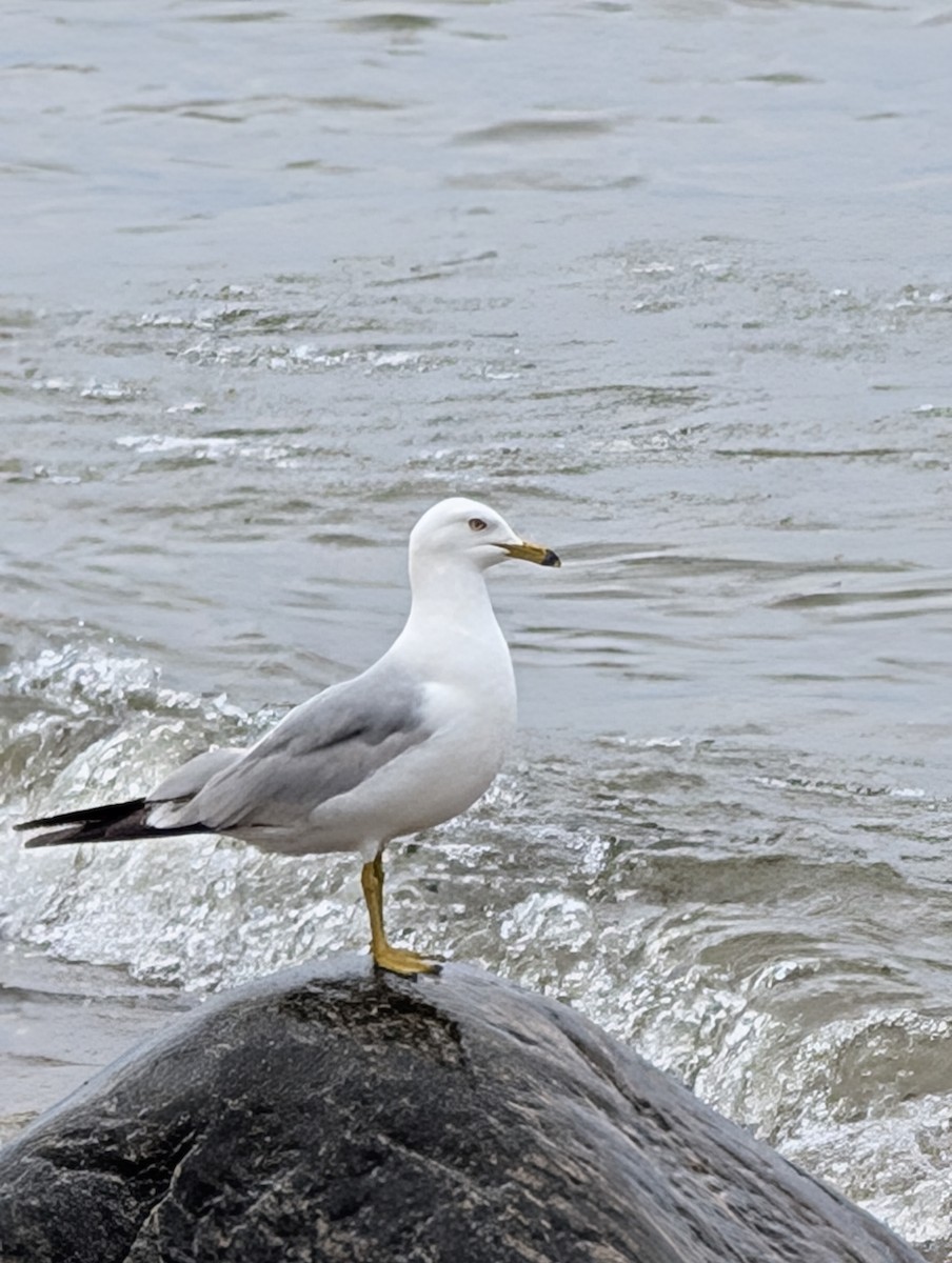 Ring-billed Gull - ML637924131