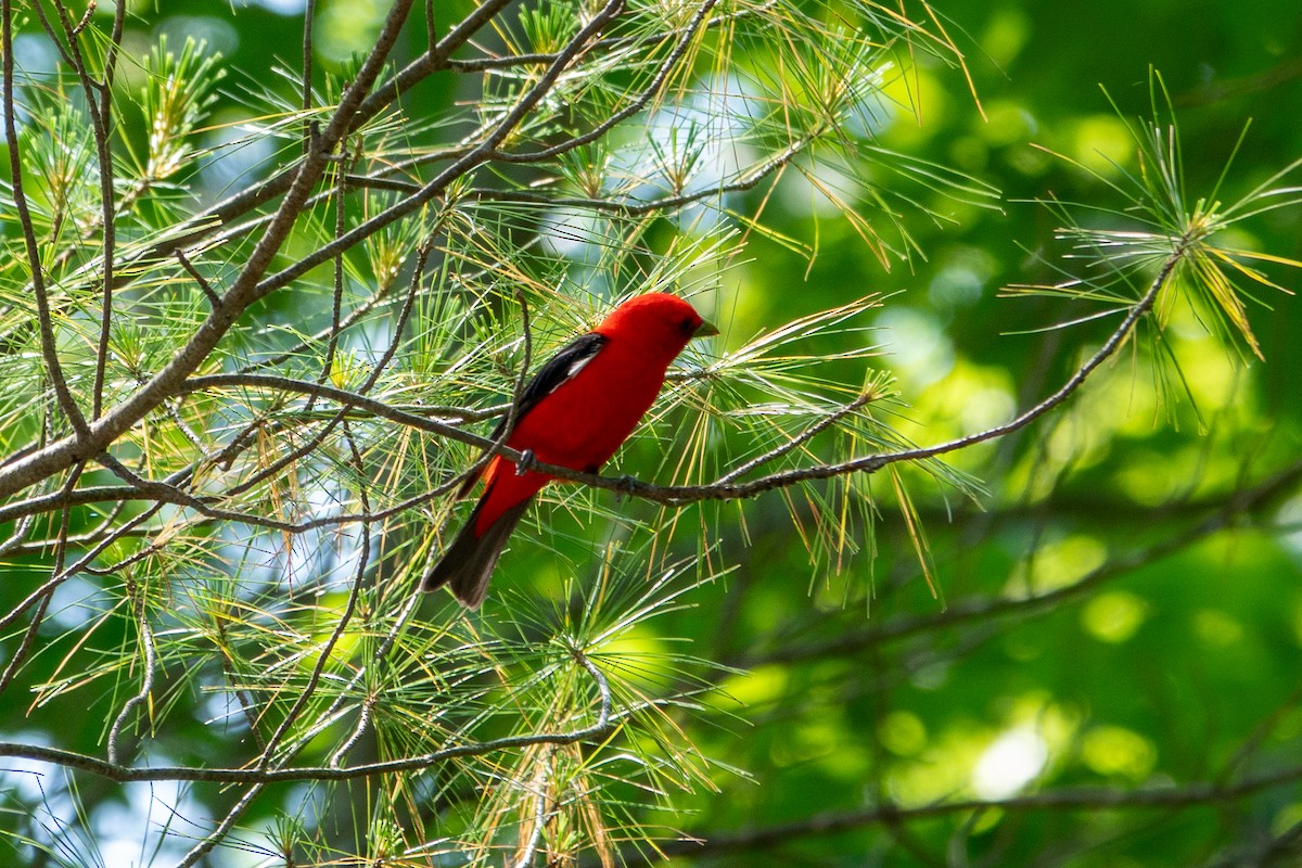 Scarlet Tanager - ML637924151
