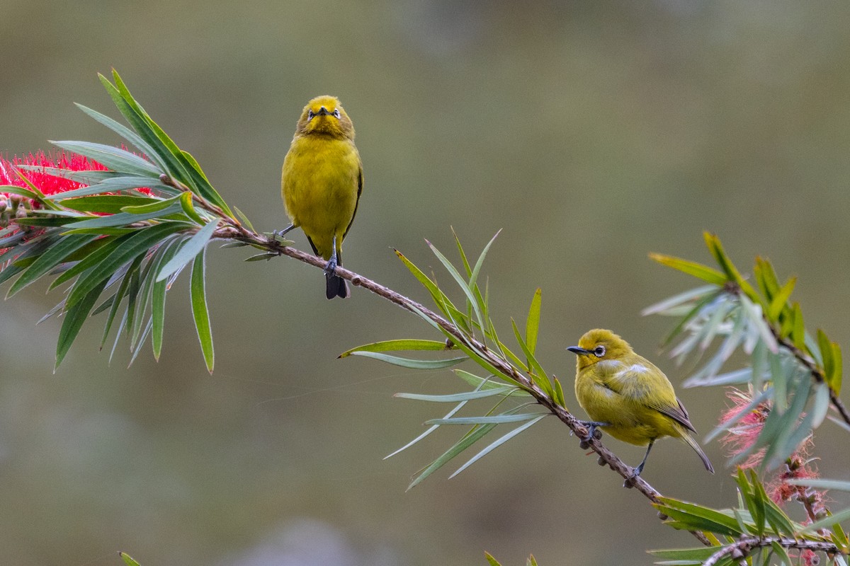 Northern Yellow White-eye - ML637924186