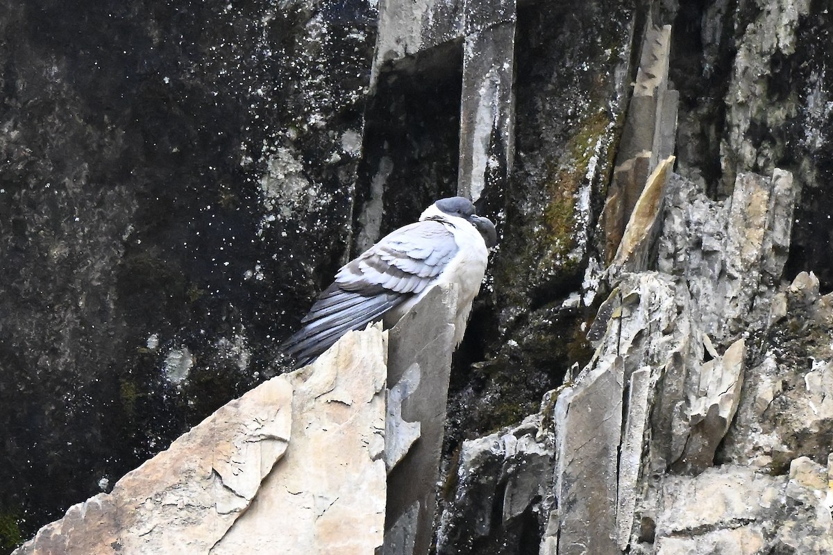 Snow Pigeon - ML637924214