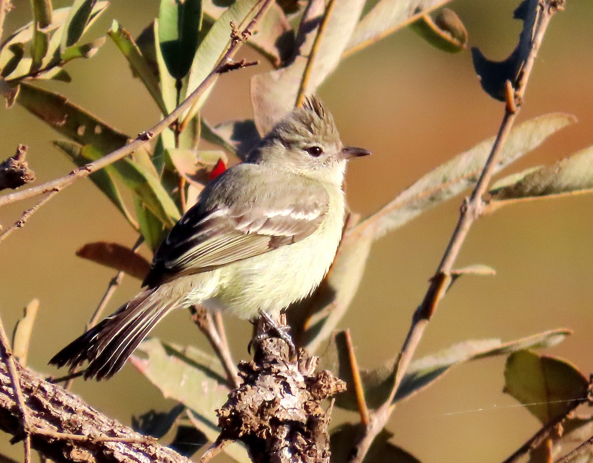 Plain-crested Elaenia - ML637924219