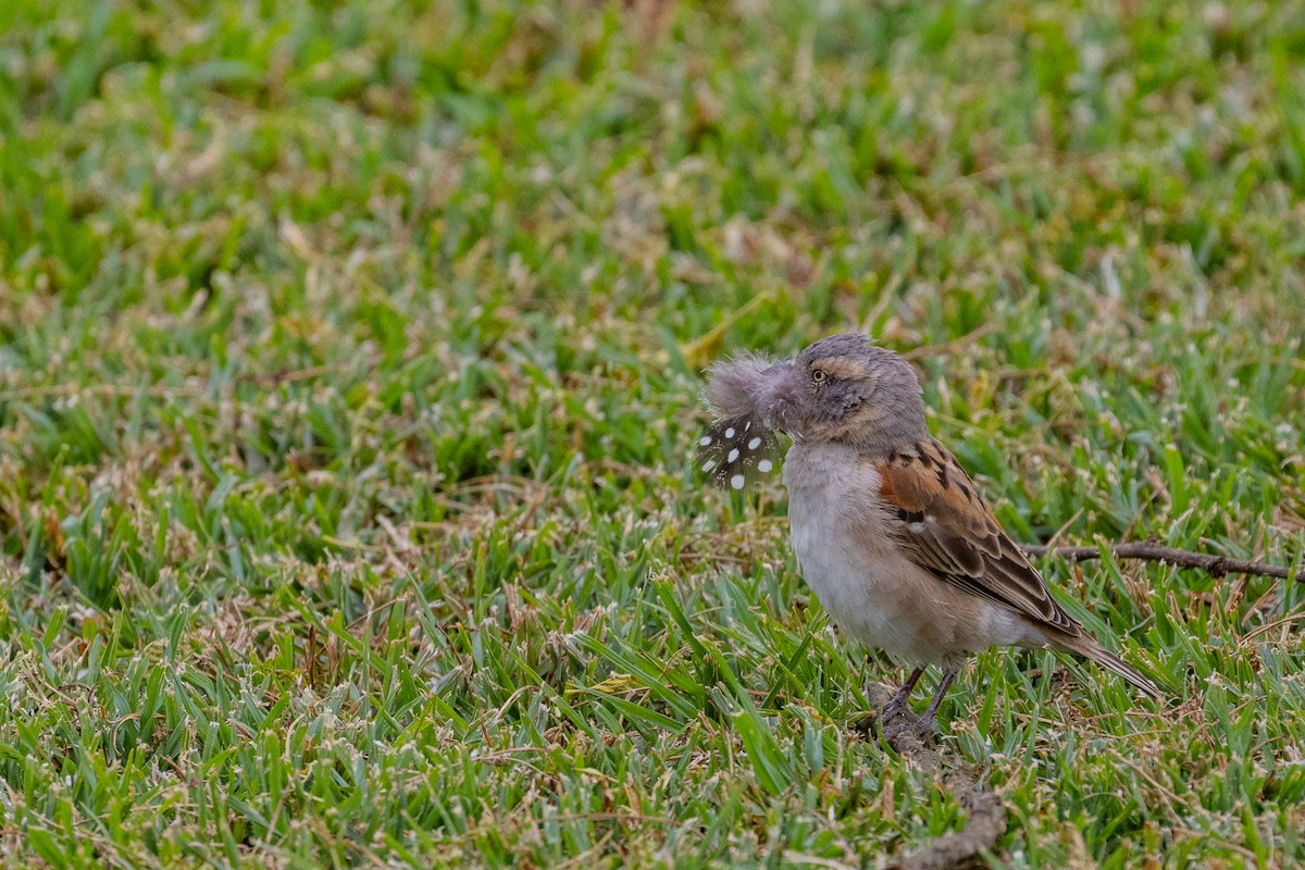 Kenya Rufous Sparrow - ML637924283