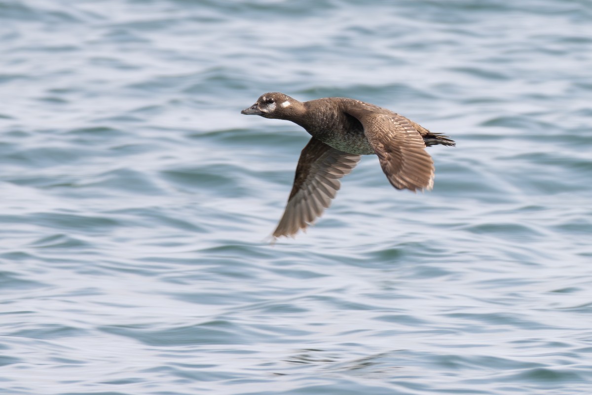 Pato Arlequín - ML637924287