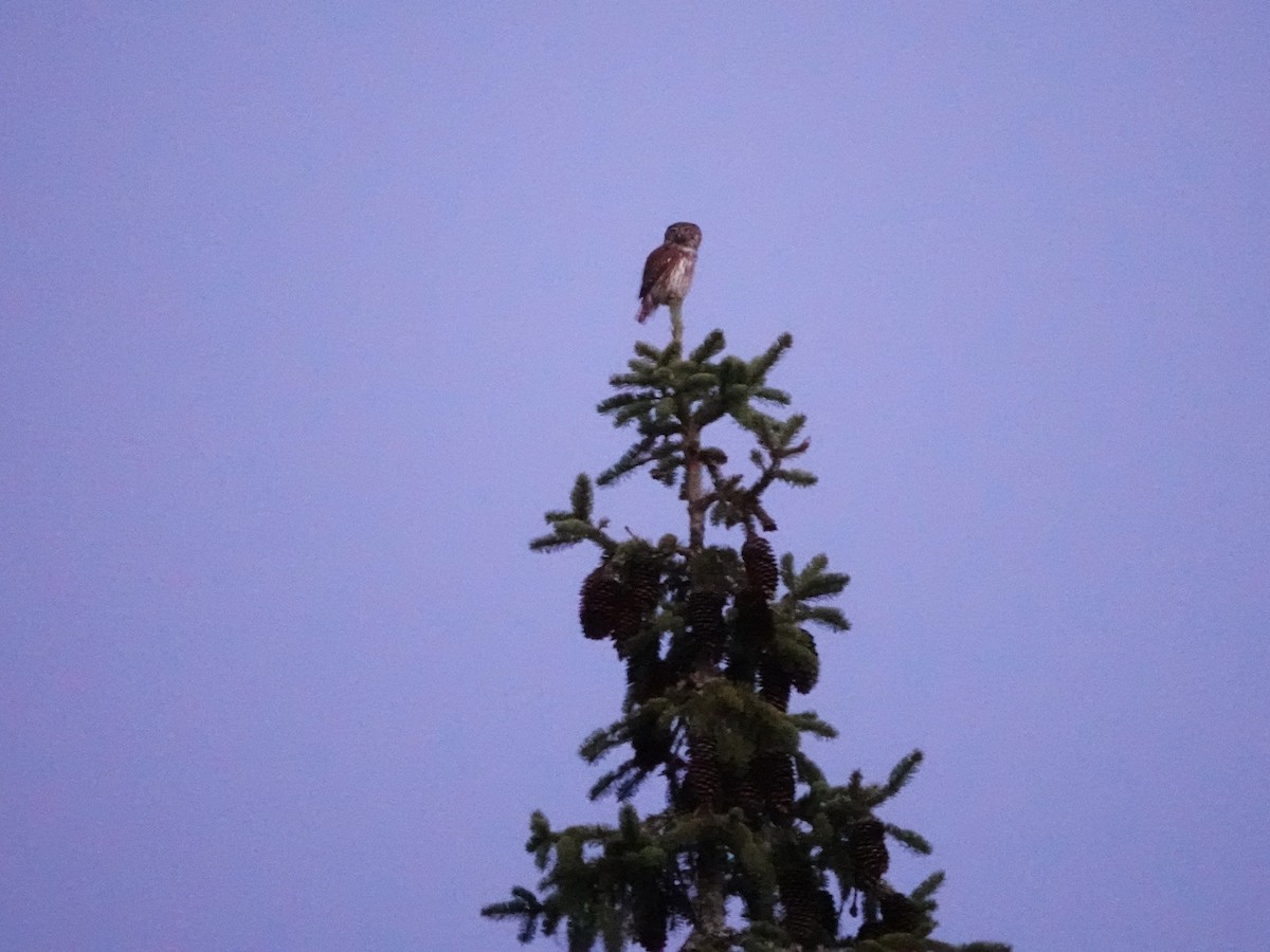 Eurasian Pygmy-Owl - ML637924312